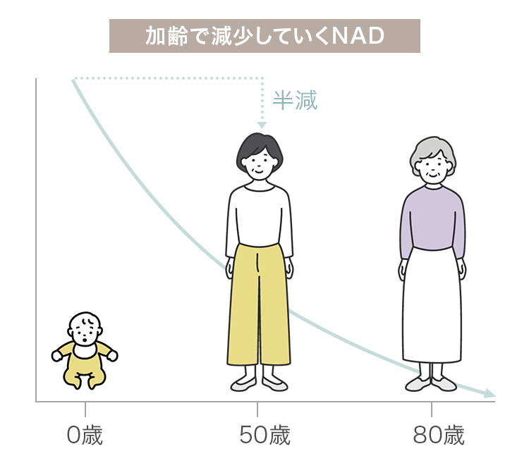 加齢で減少していくNADの説明画像